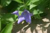<img100*0:stuff/z/169023/More%2520Blue%2520Flowers/i1278791936_19.jpg>
