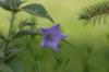 <img100*0:stuff/z/169023/More%2520Blue%2520Flowers/i1278791936_20.jpg>
