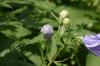<img100*0:stuff/z/169023/More%2520Blue%2520Flowers/i1278791936_21.jpg>
