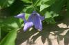 <img100*0:stuff/z/169023/More%2520Blue%2520Flowers/i1278791936_22.jpg>
