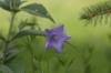 <img100*0:stuff/z/169023/More%2520Blue%2520Flowers/i1278791936_23.jpg>