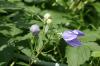 <img100*0:stuff/z/169023/More%2520Blue%2520Flowers/i1278791936_24.jpg>