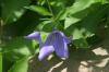 <img100*0:stuff/z/169023/More%2520Blue%2520Flowers/i1278791936_25.jpg>