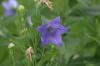 <img100*0:stuff/z/169023/More%2520Blue%2520Flowers/i1278791936_26.jpg>