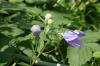 <img100*0:stuff/z/169023/More%2520Blue%2520Flowers/i1278791936_27.jpg>