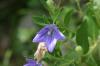 <img100*0:stuff/z/169023/More%2520Blue%2520Flowers/i1278791936_28.jpg>