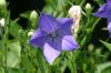 <img100*0:stuff/z/169023/More%2520Blue%2520Flowers/i1278791936_29.jpg>