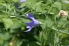 <img100*0:stuff/z/169023/More%2520Blue%2520Flowers/i1278791936_30.jpg>