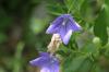 <img100*0:stuff/z/169023/More%2520Blue%2520Flowers/i1278791936_31.jpg>