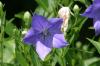 <img100*0:stuff/z/169023/More%2520Blue%2520Flowers/i1278791936_32.jpg>