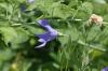 <img100*0:stuff/z/169023/More%2520Blue%2520Flowers/i1278791936_33.jpg>