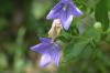<img100*0:stuff/z/169023/More%2520Blue%2520Flowers/i1278791936_34.jpg>