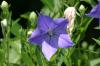 <img100*0:stuff/z/169023/More%2520Blue%2520Flowers/i1278791936_35.jpg>
