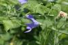 <img100*0:stuff/z/169023/More%2520Blue%2520Flowers/i1278791936_36.jpg>
