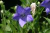 <img100*0:stuff/z/169023/More%2520Blue%2520Flowers/i1278791936_37.jpg>