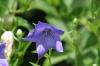 <img100*0:stuff/z/169023/More%2520Blue%2520Flowers/i1278791936_38.jpg>