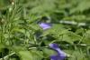 <img100*0:stuff/z/169023/More%2520Blue%2520Flowers/i1278791936_39.jpg>