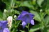 <img100*0:stuff/z/169023/More%2520Blue%2520Flowers/i1278791936_40.jpg>