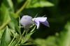 <img100*0:stuff/z/169023/More%2520Blue%2520Flowers/i1278791936_41.jpg>