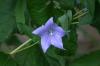 <img100*0:stuff/z/169023/More%2520Blue/i1278950795_1.jpg>