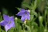 <img100*0:stuff/z/169023/More%2520Blue/i1278950796_10.jpg>