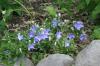 <img100*0:stuff/z/169023/More%2520Blue/i1278950796_12.jpg>