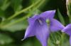 <img100*0:stuff/z/169023/More%2520Blue/i1278950796_13.jpg>