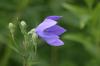 <img100*0:stuff/z/169023/More%2520Blue/i1278950796_14.jpg>