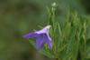 <img100*0:stuff/z/169023/More%2520Blue/i1278950796_16.jpg>