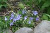 <img100*0:stuff/z/169023/More%2520Blue/i1278950796_17.jpg>