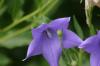 <img100*0:stuff/z/169023/More%2520Blue/i1278950796_18.jpg>