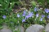 <img100*0:stuff/z/169023/More%2520Blue/i1278950796_2.jpg>