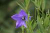 <img100*0:stuff/z/169023/More%2520Blue/i1278950796_20.jpg>