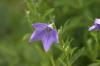 <img100*0:stuff/z/169023/More%2520Blue/i1278950796_21.jpg>