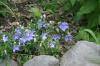 <img100*0:stuff/z/169023/More%2520Blue/i1278950796_22.jpg>