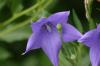 <img100*0:stuff/z/169023/More%2520Blue/i1278950796_23.jpg>
