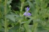 <img100*0:stuff/z/169023/More%2520Blue/i1278950796_24.jpg>
