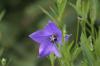 <img100*0:stuff/z/169023/More%2520Blue/i1278950796_25.jpg>