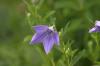 <img100*0:stuff/z/169023/More%2520Blue/i1278950796_26.jpg>