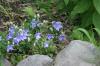 <img100*0:stuff/z/169023/More%2520Blue/i1278950796_27.jpg>