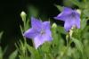 <img100*0:stuff/z/169023/More%2520Blue/i1278950796_29.jpg>