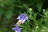 <img100*0:stuff/z/169023/More%2520Blue/i1278950796_30.jpg>
