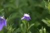 <img100*0:stuff/z/169023/More%2520Blue/i1278950796_31.jpg>