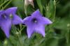 <img100*0:stuff/z/169023/More%2520Blue/i1278950796_32.jpg>