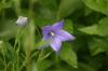 <img100*0:stuff/z/169023/More%2520Blue/i1278950796_33.jpg>