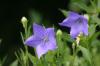 <img100*0:stuff/z/169023/More%2520Blue/i1278950796_34.jpg>