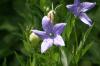 <img100*0:stuff/z/169023/More%2520Blue/i1278950796_36.jpg>