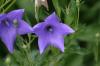<img100*0:stuff/z/169023/More%2520Blue/i1278950796_37.jpg>