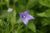 <img100*0:stuff/z/169023/More%2520Blue/i1278950796_38.jpg>