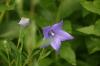 <img100*0:stuff/z/169023/More%2520Blue/i1278950796_4.jpg>